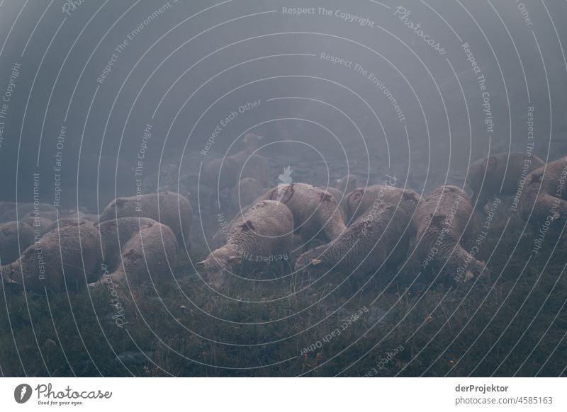 Wanderung Vanoise National Park: Schafe im Nebel Zentralperspektive Starke Tiefenschärfe Kontrast Schatten Licht Tag Menschenleer Außenaufnahme mehrfarbig