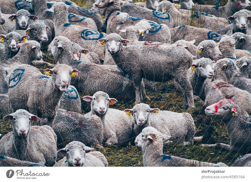 Wanderung Vanoise National Park: Schafe schauen Fotografen an Zentralperspektive Starke Tiefenschärfe Kontrast Schatten Licht Tag Menschenleer Außenaufnahme