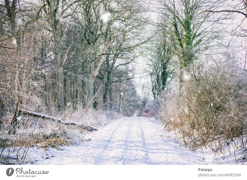 Schnee auf einem Waldweg im Winter Winterzeit Zauberei u. Magie Sonnenschein Ast schön Fußweg ruhig Mysterium Nebel Raureif Dezember Park neblig reisen