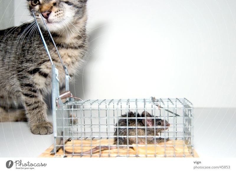 Desinteresse Katze Käfig gefangen satt Appetit & Hunger Langeweile Maus