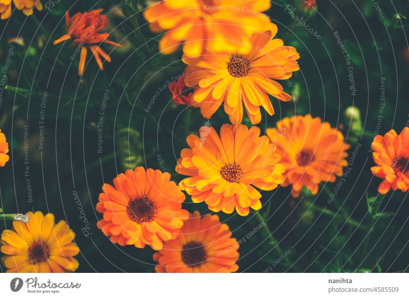 Schöner Hintergrund der Ringelblume (Calendula officinalis) Ringelblume officinalis Blume orange geblümt abstrakt aromatisch Parfüm Gesundheit Kraut medizinisch