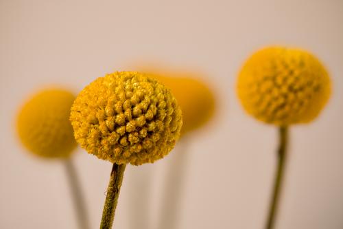Craspedia, Gelber Trommelstock Blütenstand Korbblütler Asteraceae Compositae aus Australien gelb Schnittblume Zierblume Blume Pflanze