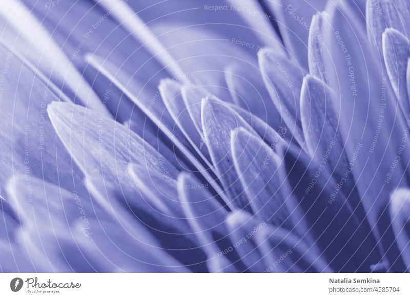 Nahaufnahme Blütenblätter der Blume Gerbera in trendigen Farbe des Jahres 2022 Very Peri. abstrakt geblümt Sehr Peri kreativ trendy Lavendel Hintergrund schön
