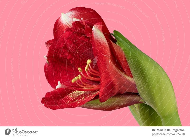 Hippeastrum, Blüte, komplett scharf auf rosa Hintergrund, Schärfecompositing Ritterstern Stempel Staubblätter Pollen Hybride Amaryllis rot aus Südamerika