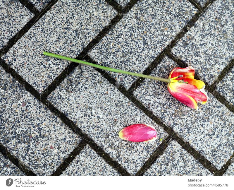 Eine Tulpe mit Blüte in Rot und Gelb und verlorenem Blatt auf grauem Straßenpflaster in Oerlinghausen bei Bielefeld am Hermannsweg im Teutoburger Wald in Ostwestfalen-Lippe