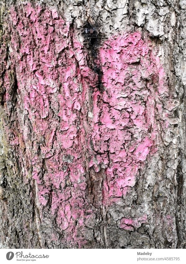 Verblasste rosa Farbe im Form eines Herz auf der grauen Rinde eines alten Baum in Oerlinghausen bei Bielefeld am Hermannsweg im Teutoburger Wald in Ostwestfalen-Lippe