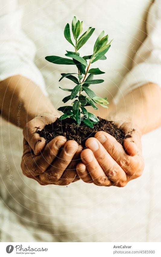 Senior Frau Hände halten Pflanze in der Erde. Alte schmutzige Hände, Konzept speichern den Planeten Erde, recyceln. Konzept der Landwirtschaft und der Umwelt protecting.Care der Umwelt. Ökologie Konzept