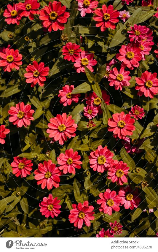 Rot blühende Blumen am Strauch Blütezeit Buchse Hintergrund geblümt Natur Sommer grün Pflanze Blatt Blütenblatt rosa rot hell Flora Garten sanft farbenfroh