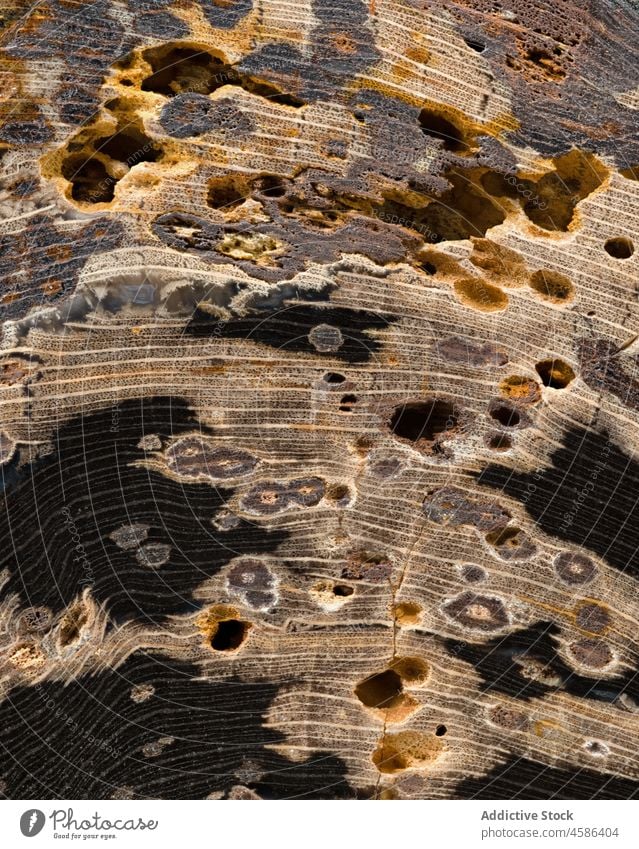 Nahaufnahme von versteinertem Holz Schinoxylon Wyoming abstrakt antik braun abschließen Detailaufnahme detailliert Eozän ausgestorben fossil versteinertes Holz