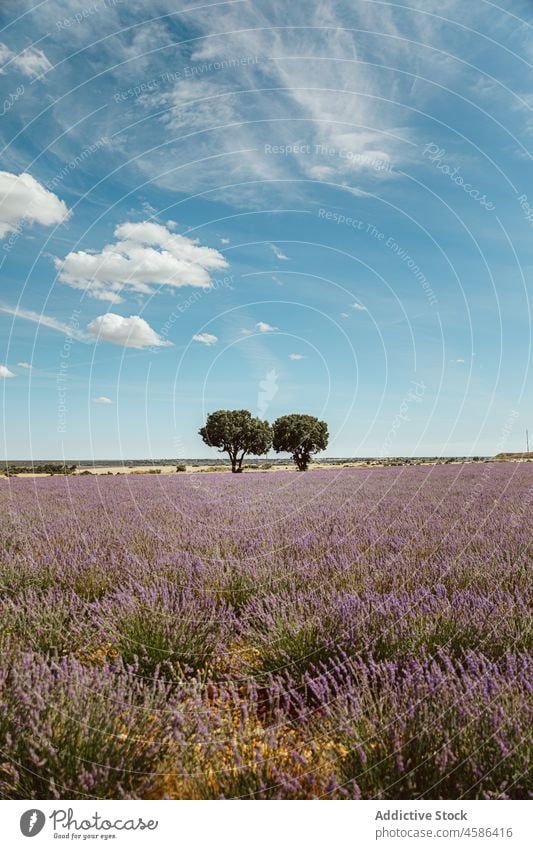 Einzelner Baum zwischen Lavendelbüschen Feld Natur Landschaft Ackerland Blume Provence Frankreich Pflanze Wachstum Buchse Wiese Sommer grün Reihe Blauer Himmel