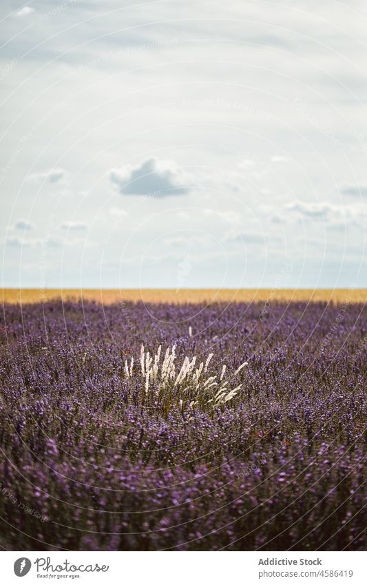 Großes violettes Lavendelfeld Feld Reihe Blume Himmel malerisch Ansicht schön blau purpur Pflanze duftig Natur Sommer farbenfroh Landschaft Garten geblümt