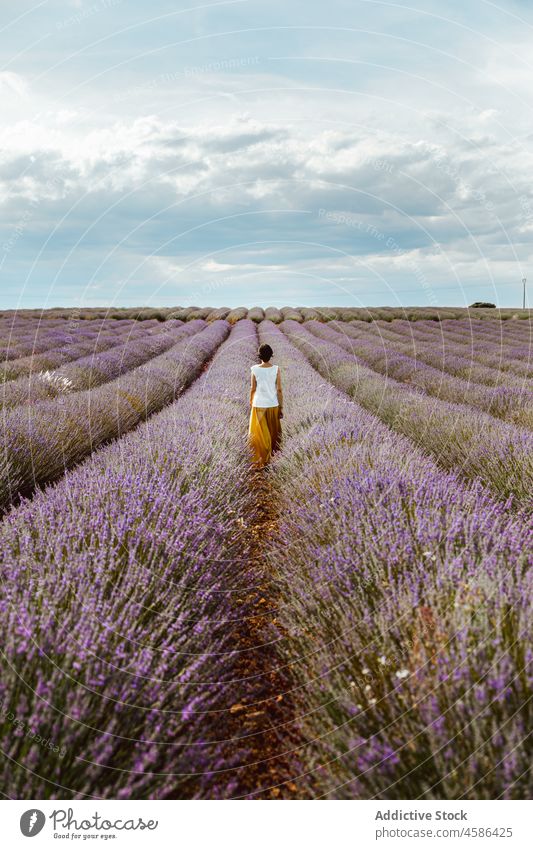 Anonyme Frau auf Lavendelfeld stehend Feld Provence Buchse Blume Ackerbau Sommer Frankreich Natur Blütezeit Schonung Reihe Ackerland Harmonie Landschaft Pflanze