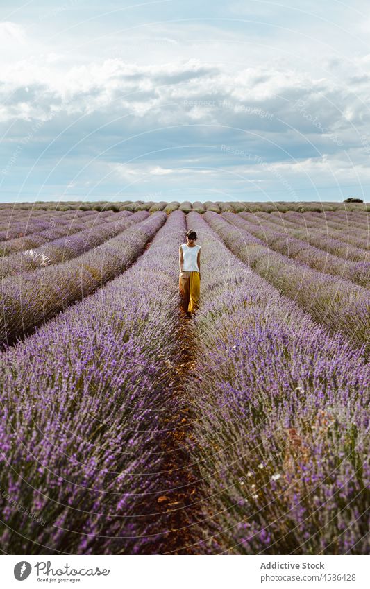 Frau geht auf Lavendelfeld Feld Provence Buchse Blume Ackerbau Sommer Frankreich Natur Blütezeit Schonung Reihe Spaziergang Ackerland Harmonie Landschaft