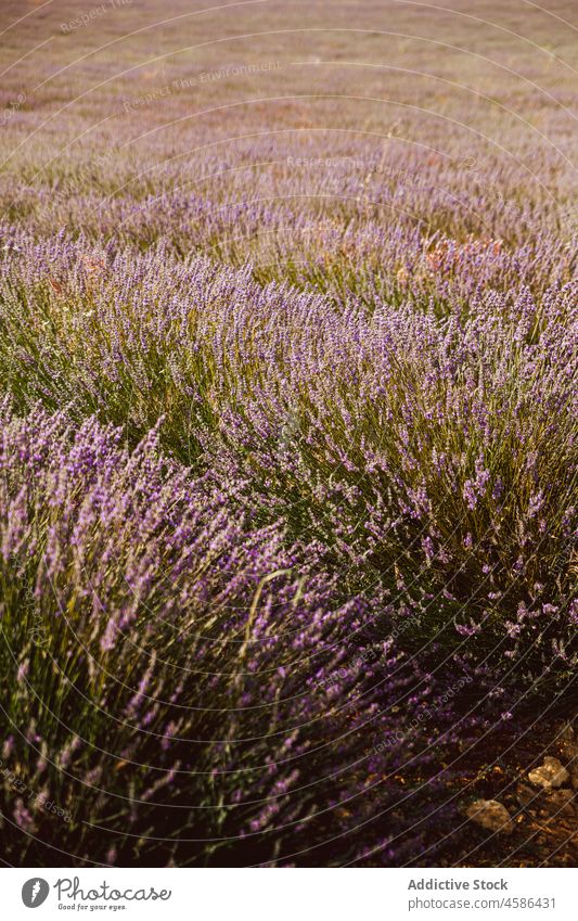 Großes violettes Lavendelfeld Feld Reihe Blume malerisch Ansicht schön purpur Pflanze duftig Natur Sommer farbenfroh Landschaft Garten geblümt Ackerbau Kraut