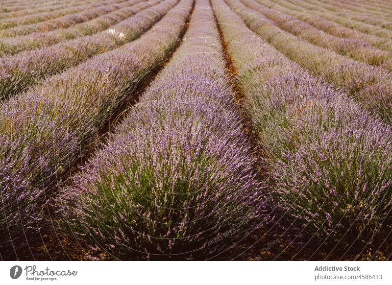 Großes violettes Lavendelfeld Feld Reihe Blume malerisch Ansicht schön purpur Pflanze duftig Natur Sommer farbenfroh Landschaft Garten geblümt Ackerbau Kraut