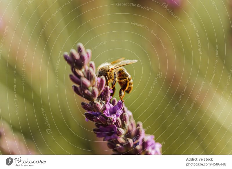 Biene auf Lavendelzweig im Feld Blume Natur Blütezeit Pollen Wiese Flora Pflanze pflücken Garten winzig Landschaft Wachstum abholen Sommer Nektar Insekt Aroma