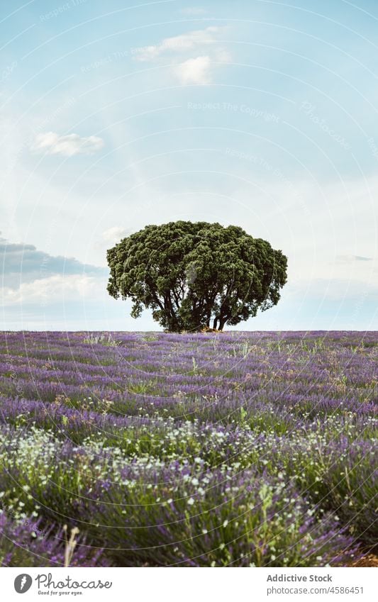 Einzelner Baum zwischen Lavendelbüschen Feld Natur Landschaft Ackerland Blume Provence Frankreich Pflanze Wachstum Buchse Wiese Sommer grün Reihe Blauer Himmel