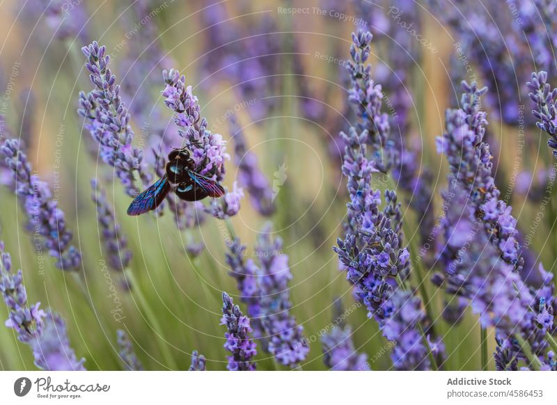 Kleine Biene auf Lavendelblüten im Feld Blume Blüte Blütezeit Natur Sommer Pollen Insekt Saison Flügel Pflanze Flora Blütenblatt geblümt violett duftig