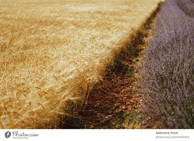 Landwirtschaftliches Feld mit Lavendel und Weizen Natur Reihe Ackerbau Schonung kultivieren Sommer Ackerland Pflanze Buchse Gras Ernte Landschaft Wachstum