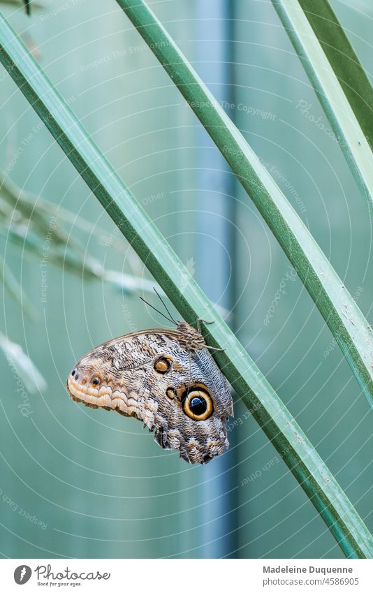 Der Schmetterling mit den Eulenaugen insekt tier Tierportrait Naturwunder Naturschönheit Flügel Muster Tarnmuster Eulenmuster Tarnung Fluginsekt Papiliorama