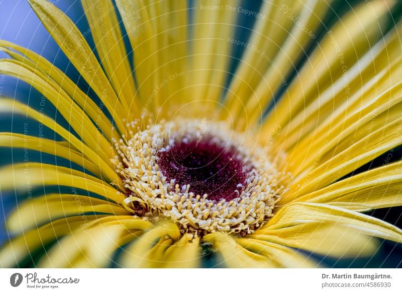 Gerbera, Blütenstand, Wildform aus Südafrika Korbblütler Blume Pflanze Wildpflanze mehrjährig Staude Asteraceae Compositae gelb Zungenblüten