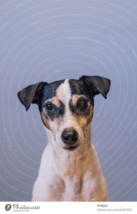 Portrait eines Hundes mit Blick in die Kamera Bodegero Jack-Russell-Terrier Haustier Neutraler Hintergrund Tier weiß Lifestyle braun niedlich klein gehorsam