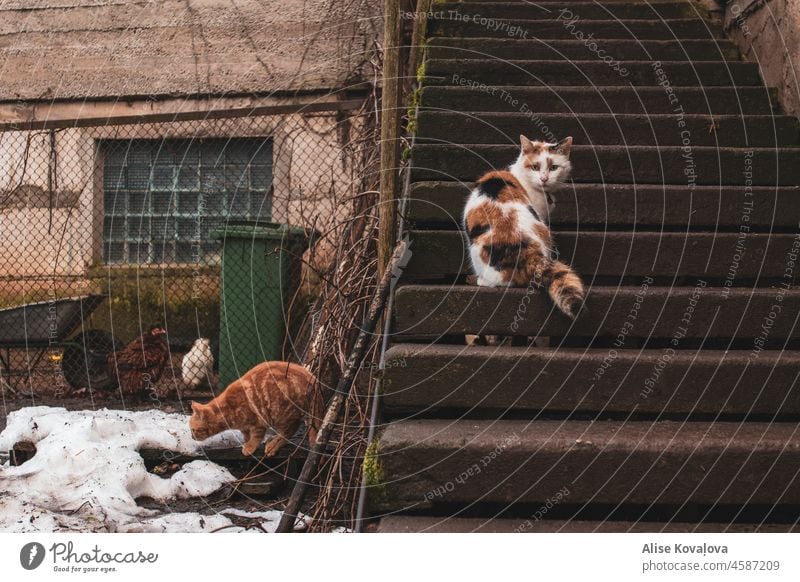 zwei Landkatzen draußen Katzen Treppe Haustier Freigängerkatzen Tier Tierporträt Ingwer-Katze weiß und orange Hauskatzen Sitzen auf die Kamera schauen