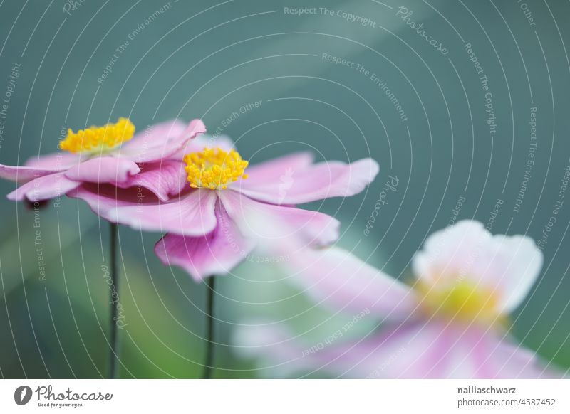 Herbst-Anemone Schmuckkörbchen Kosmee korbblütler Fiederblättrige Schmuckblume fröhlich Hoffnung Unschärfe Schwache Tiefenschärfe weich pink Pflanze natürlich