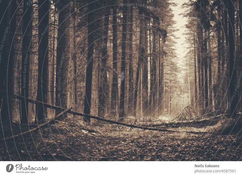 Kiefernwald mit gebrochenen Bäumen in Lettland. Monochrome Sepia frühen Winter Sonnenaufgang Version. Herbst Hintergrund schön schwarz Ast nadelhaltig gruselig