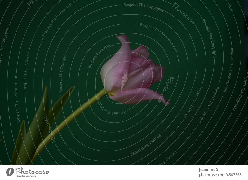 eine rosa Tulpe vor grünem Hintergrund grüner Hintergrund Stillleben Innenaufnahme Frühling Blume Blüte Ton in Ton Blühend Natur einzigartig Pflanze malerisch