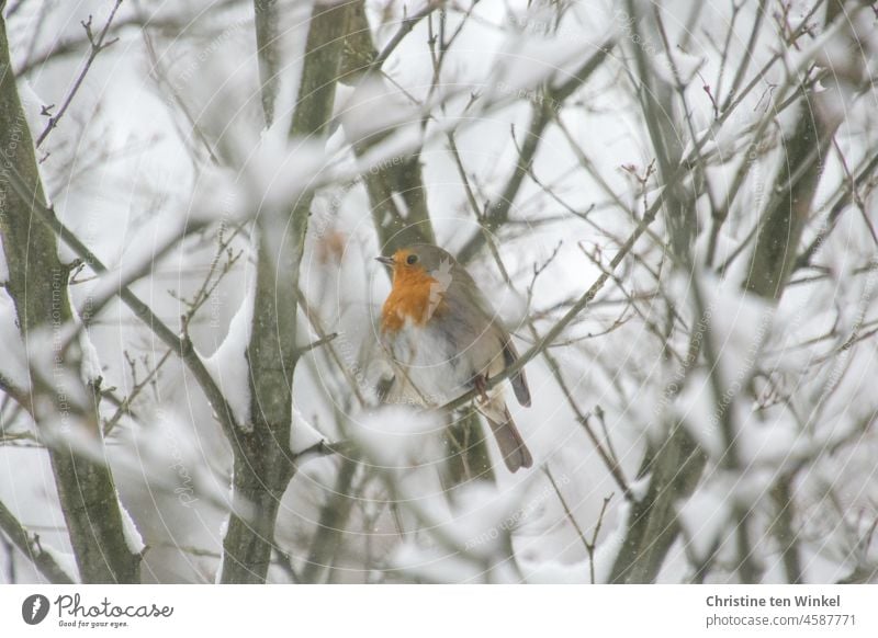 Weihnachtsvogel...  Rotkehlchen sitzt in einem verschneiten Strauch Vogel Natur Tier Tierporträt Wildtier 1 klein sitzen niedlich natürlich