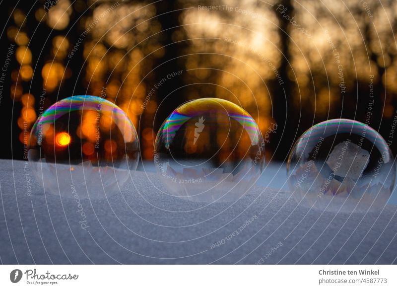 Drei gefrierende Seifenblasen liegen auf Schnee. Im Hintergrund Abendrot und Wald Eisblase Winter strenger Frost kalt eiskalt Nahaufnahme gefroren Eiskristalle