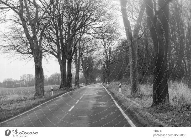 eine leere Landstraße in Brandenburg s/w Winter Schwarzweißfoto Außenaufnahme b/w b&w Einsamkeit ruhig Tag Menschenleer Allee
