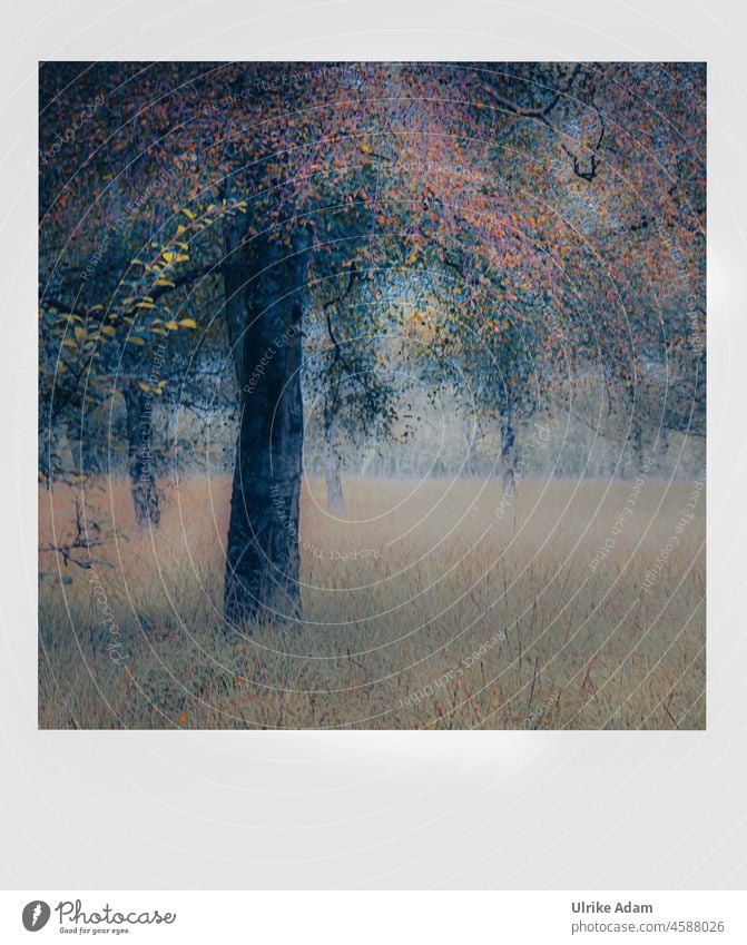 Farbtupfer im Herbst herbstlich Herbstfärbung Herbstwald Baum Herbstlandschaft Herbstlaub Blatt Herbststimmung Natur Landschaft Nebel Herbstfarben weich