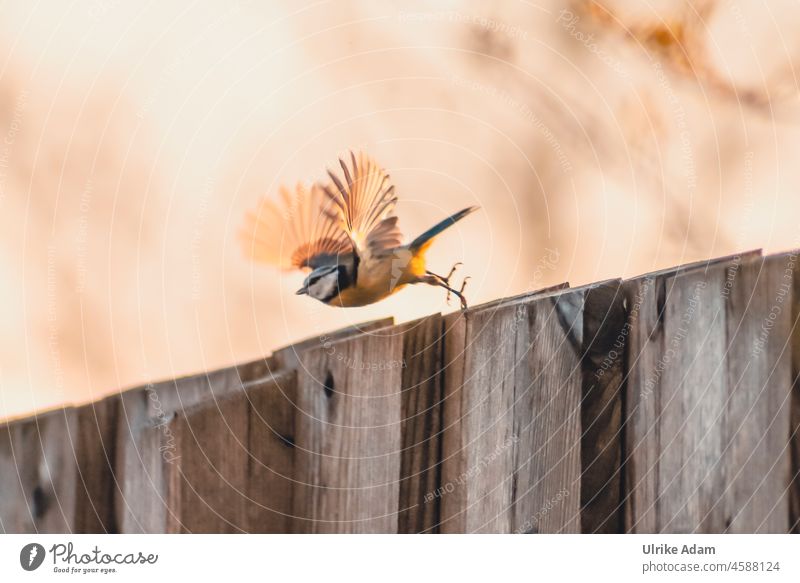 Abflug | Vogel startet zum Flug von einer Holzwand Flügel Flügelschlag Federn Meise Tierwelt fliegen Natur Wildvogel Gefieder Vogelflug Vogel im Flug
