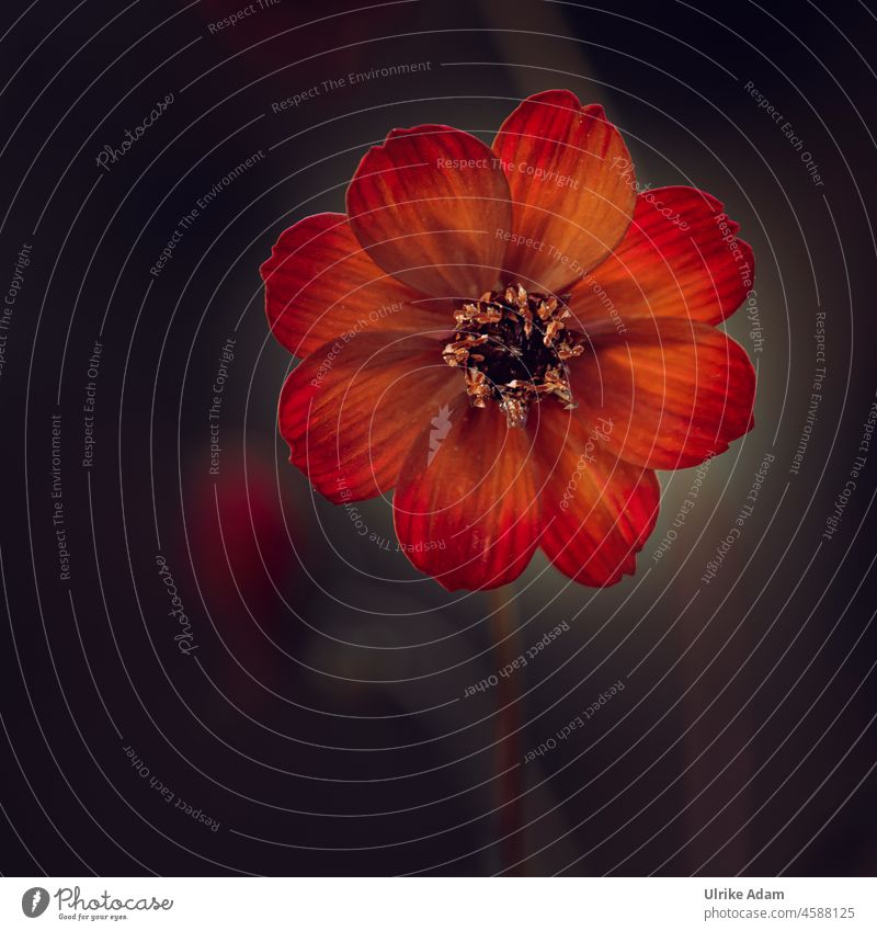 Schokoladenblume , Schokoladen Kosmee ( Cosmos Atrosanguineus ) Blume Blüte Rot Leuchten Licht filigran zart Pflanze Natur rot floral Sommer natürlich Garten