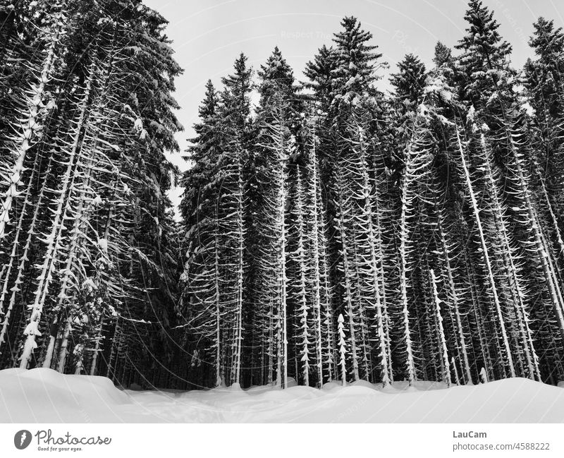 Winterwald - Bäume stehen wie Fischgräten im Schnee Wald Winterlandschaft verschneit Schneelandschaft Winterstimmung Wintertag Tanne Tannenzweig Natur