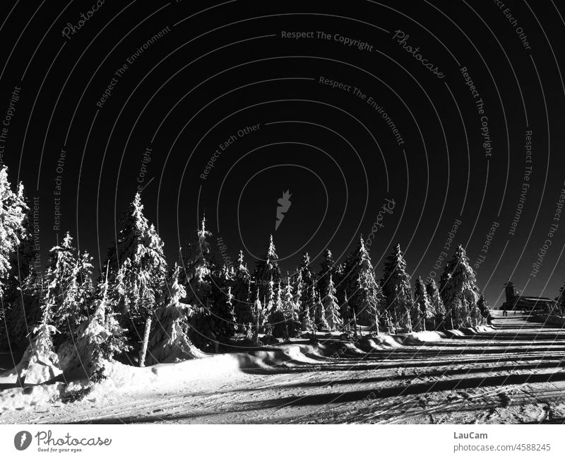 Schattenspiel in der Winterlandschaft Schnee Bäume verschneit weiß Schwarzweißfoto schwarzweiß Schwarzweißfotografie Tannen Tannenbäume Winterstimmung