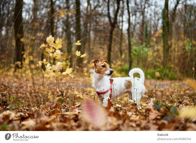 Hundespaziergang im Herbstpark Spaziergang Park Natur im Freien Haustier Blatt Saison Tier züchten Eckzahn heiter Begleiter tagsüber heimisch Freund