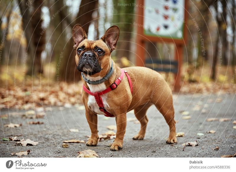 Französische Bulldogge geht im Herbst im Park spazieren Hund Porträt niedlich Stammbaum Spaziergang Natur im Freien Haustier Besitzer Saison Tier züchten