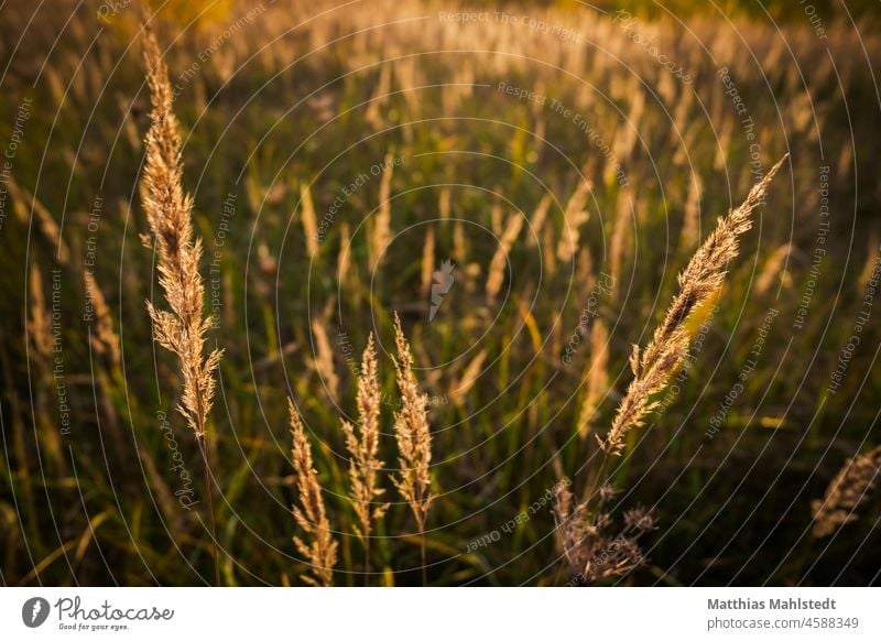 Gras in der Abendsonne Wiese Sommer Sonne Sonnenuntergang Gegenlicht Farbfoto Außenaufnahme Natur Sonnenlicht Menschenleer Pflanze Licht Schönes Wetter Umwelt