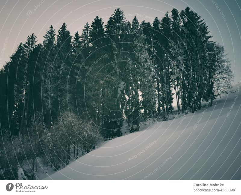 Frostige Bäume durch Raureif bedeckt Winter Baum kalt Schnee Eis weiß Natur Himmel gefroren frieren Eiskristall Außenaufnahme Pflanze Nahaufnahme