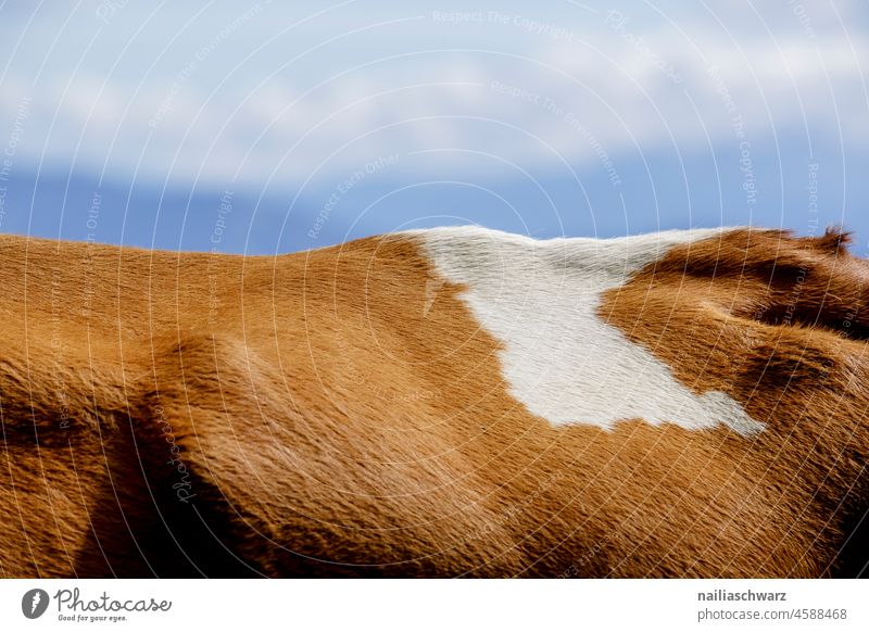 Landschaft Landschaftsformen Kuhrücken Rücken Fleck braune Flecken Säugetier gemütlich Weide Alpen Fell Blauer Himmel Sommer Muster Nahaufnahme Außenaufnahme