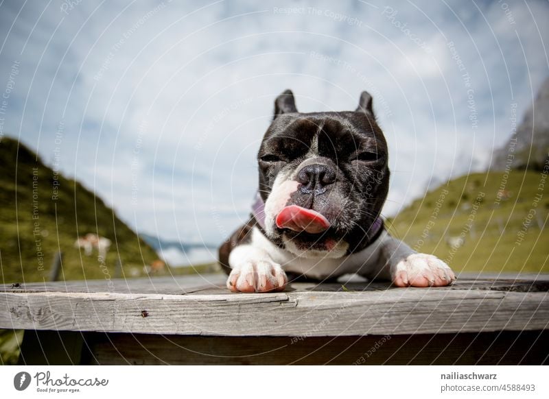 frecher Hund Zunge Zunge rausstrecken lustig lustiges Gesicht Frechheit alpenländisch Alpenwiese Grass Himmel idyllisch Umwelt kleinhund Idylle Urlaub Wanderung