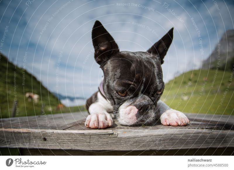 Urlaub mit dem Hund Landschaft Hundeblick lebensfreude Hündchen Zunge rausstrecken lustig lustiges Gesicht Alpenwiese Frechheit frech alpenländisch Idylle