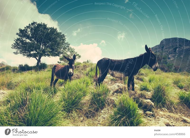 Einer von beiden ist ein Esel ... Ferien & Urlaub & Reisen Sommer Sonne Berge u. Gebirge Umwelt Natur Landschaft Tier Urelemente Erde Himmel Baum Wiese Nutztier