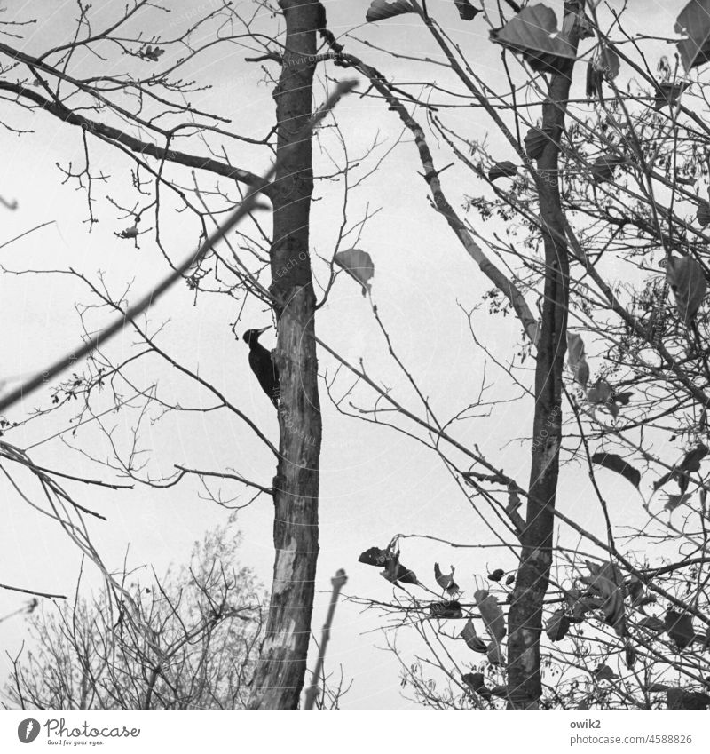 Hackerszene Schwarzspecht Baum Tierporträt Umwelt Natur Außenaufnahme gefiedert schwarz weiß Wildtier Tag Specht Baumstamm Detailaufnahme Freiheit Wald Vogel