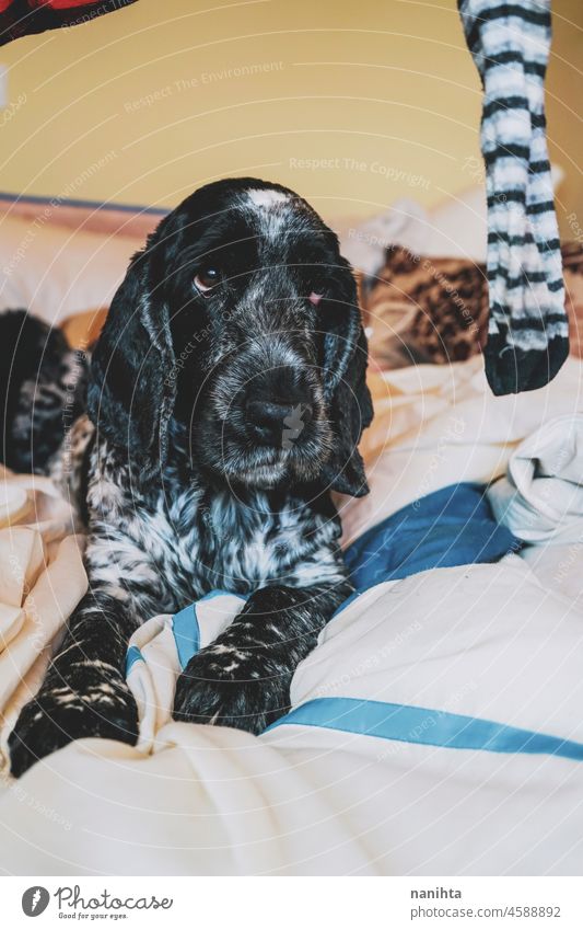 Schöner Cockerspaniel spielt mit einer Socke Hund spielen spielerisch Haustier Kniestrümpfe Spaß lustig Spielen heimwärts Bett Schlafzimmer genießen genießend