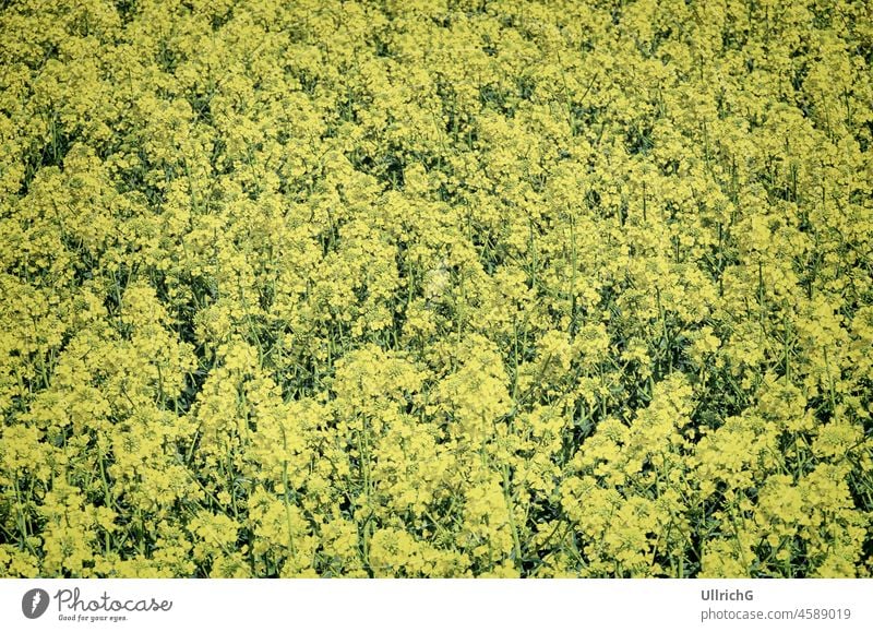 Blühendes Rapsfeld gelb Blüte blühen Landwirtschaft Frühling Agrarwirtschaft Anbau Pflanze Ölpflanze Pflanzenproduktion Rapsöl Natur biologisch Energiegewinnung