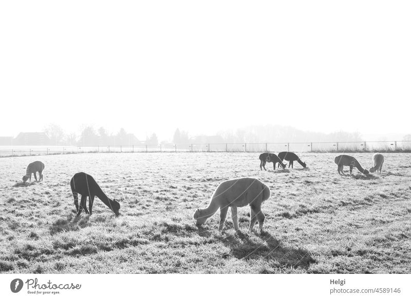 mehrere Alpakas grasen auf einer frostigen Wiese in der Morgensonne, schwarzweiß-Aufnahme Tiere morgens kalt Winter Wintermorgen Sonnenlicht Licht Schatten